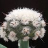 Copiapoa_cinerea_3